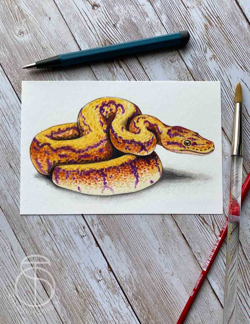 Orange Ball Python Art Print