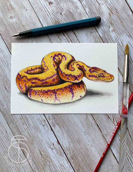 Orange Ball Python Art Print
