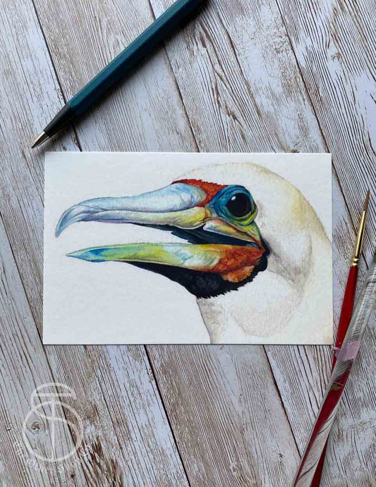 Red Footed Booby Bird Art Print