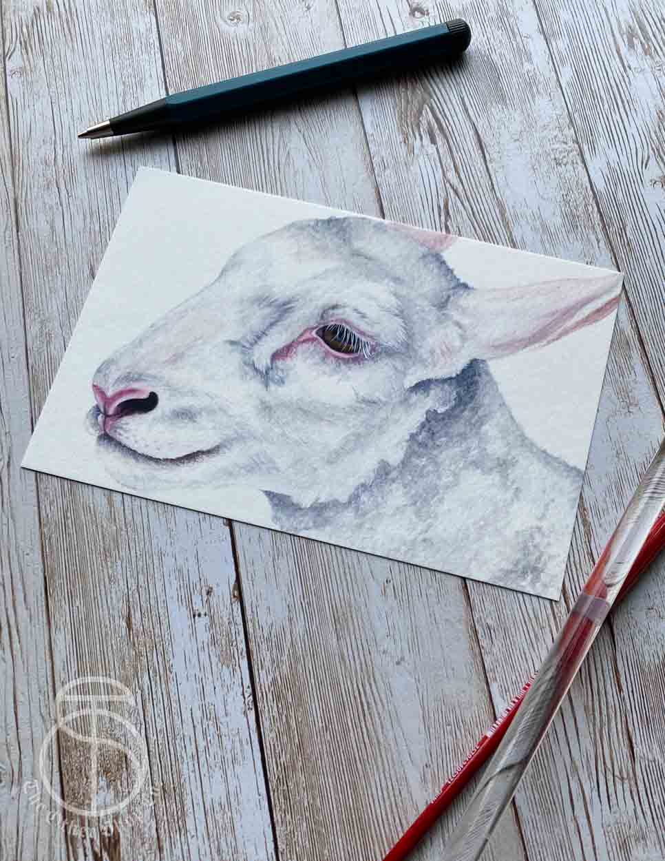 White Lamb Art Print