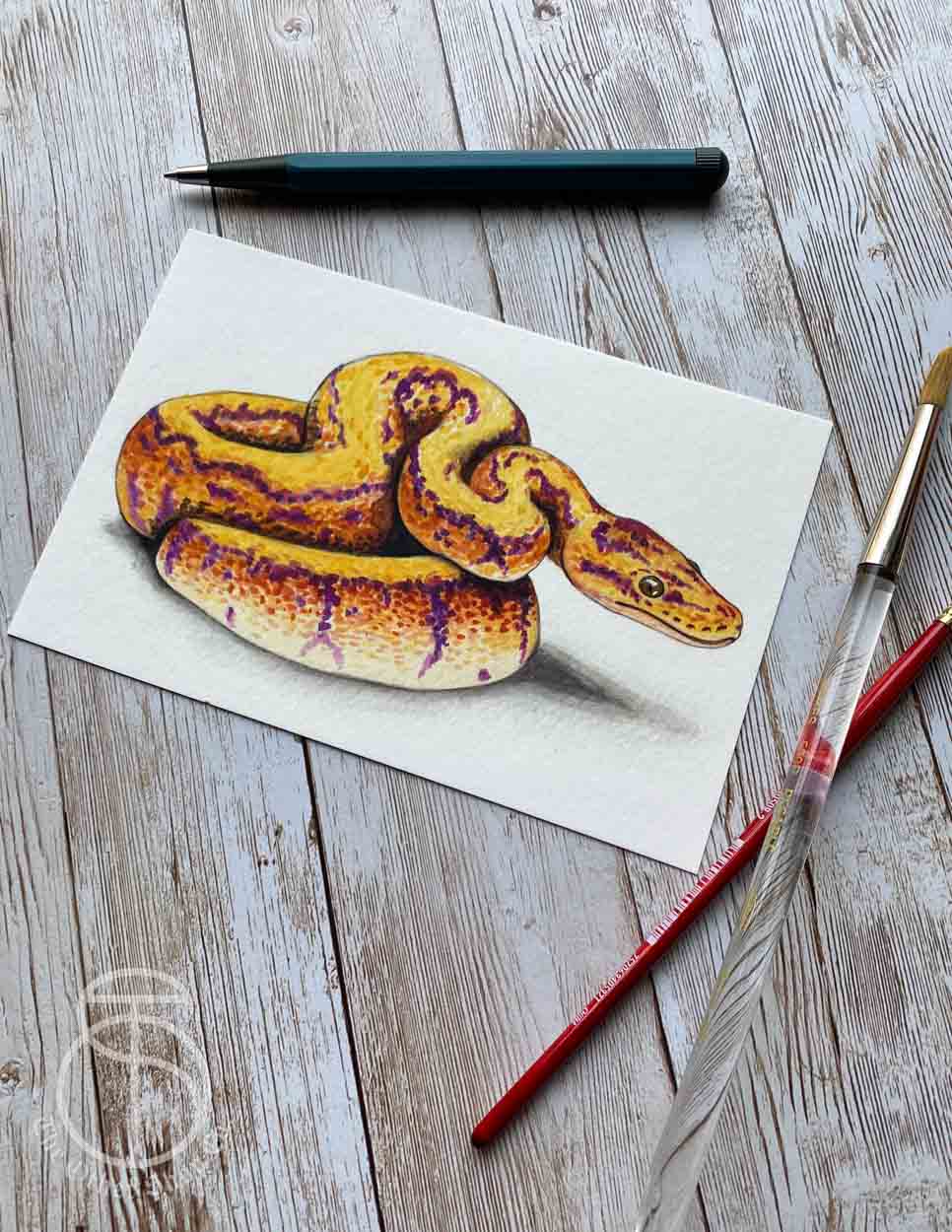 Orange Ball Python Art Print